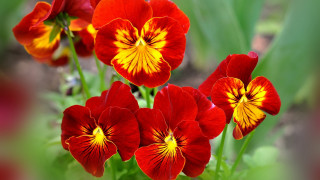 Flowers garden bokeh blurry closeup - a garden free wallpaper