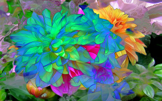 Colorful flower leaves black background - a colorful flower free wallpaper