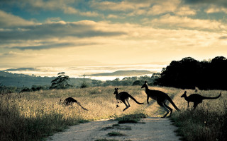 Kangaroos running field sun mountains 2 - fiona stephenson free wallpaper
