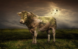 Cow field helicopter sunset photorealistic - overhead in the sky above free wallpaper