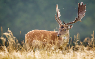 Deer antlers tallgrass forest night - a deer free wallpaper