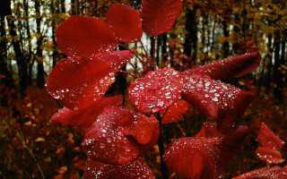 Red flower water droplets autumn - andy goldsworthy free wallpaper