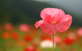 Pink flower red flowers bokeh - red flower free wallpaper