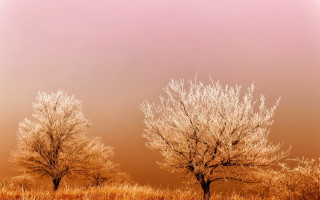 Trees field pink brown clouds - two tree free wallpaper
