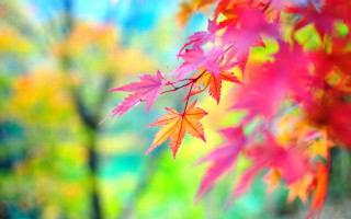 Red leaves tree bokeh autumn - art green free wallpaper