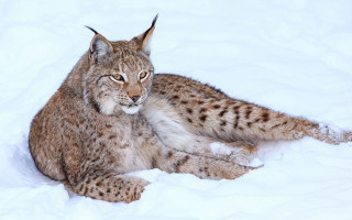 Lynx snowy outdoor animal puzzle - a lynx free wallpaper for desktop