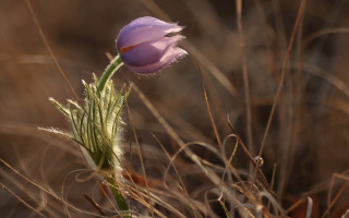 Flower drygrass weeds macro naturalism - dry grass free wallpaper