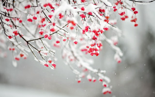 Snow red berries branch winter - red berry free wallpaper for desktop