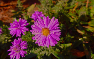Purple flower water droplets macro 25 - petal free wallpaper
