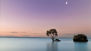 Lone tree lake sunset half - half free wallpaper
