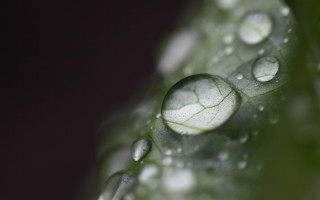 Leaf water droplets macro bokeh 5 - anthony s waters free wallpaper