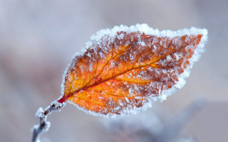 Ice covered leaf winter maple - a leaf free wallpaper for desktop