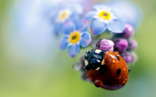 Ladybug blueflower greenbackground yellowcenter blueflowers - a lady bug free wallpaper