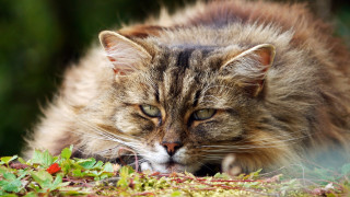 Cat laying daisy field neoplasticism - its eye free wallpaper for desktop