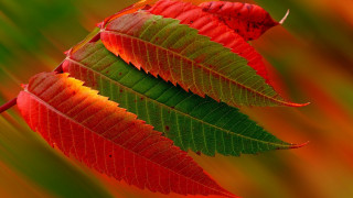 Red green leaf tree branch - david brewster free wallpaper