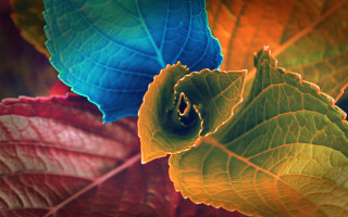 Leaf blue yellow green ambient - yellow center free wallpaper