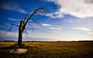 Lone tree blue sky clouds - wide angle len free wallpaper