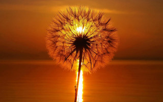 Dandelion sunset reflection orange gradient - arthur sarkissian free wallpaper