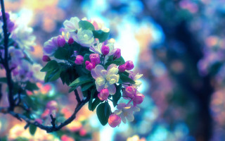 Pink flower hydrangea bokeh outdoors - blue sky free wallpaper