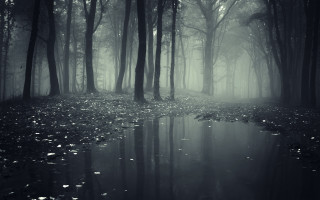 Dark forest stream fog bare - a dark forest free wallpaper