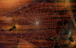 Sunset webs spider fence ferris - a spider free wallpaper