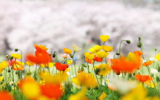 Flower field autumn blurry background - ammi phillips free wallpaper
