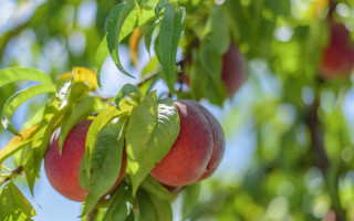 Peach tree sunny day blurry - branch free wallpaper