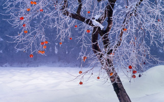 Winter snowy tree berries mountain - red berry free wallpaper