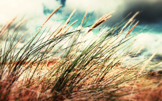 Grass clouds bird sunset matte - the background and a bird free wallpaper