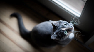 Surprised cat looking up wooden - optical free wallpaper for desktop
