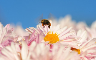 Bee flower field macro blue - a bee free wallpaper for desktop