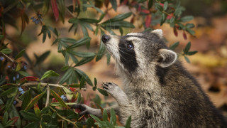 Raccoon berries bamboo blurry nature - its hind leg free wallpaper