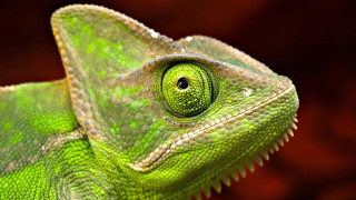 Chameleon eye green red black - free animals wallpaper