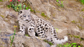 Snow leopard rock flower field - a snow leopard free wallpaper