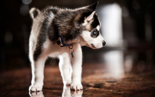 Husky dog wooden floor blurry - husky free wallpaper