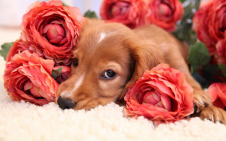 Puppy rug flowers sad camera - a rug free wallpaper for desktop