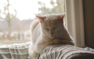 White cat sleeping couch window - a white cat free wallpaper