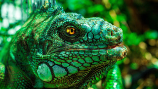 Green lizard yellow eyes macro - a green lizard free wallpaper