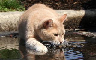 Cat drinking water park concrete - a pond of water free wallpaper