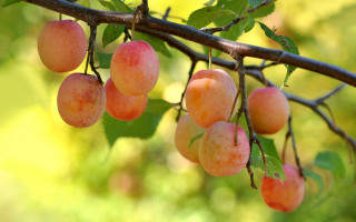 Fruit hanging from tree blurry - simple form free wallpaper