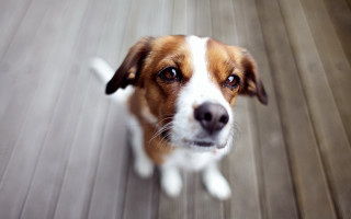 Dog looking up wooden floor 2 - his face free wallpaper