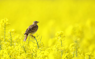 Bird branch yellow field macro - yellow flower free wallpaper