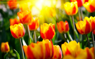 Tulips sunshine blur bokeh autumn - the background of them free wallpaper for desktop