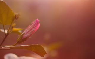 Pink flower green leaves sunbeam - a sunbeam in the foreground free wallpaper