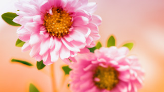 Pink flower bouquet daisy hydrangea - two pink flower free wallpaper
