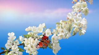 Butterfly branch blossoms blue sky - white flower free wallpaper