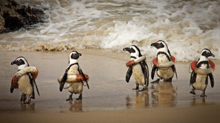 Penguins beach surfboards lifejacket kitsch - a group of penguins free wallpaper