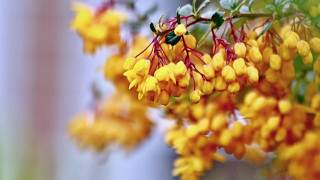 Yellow flowers branch autumn blurry - yellow flower free wallpaper