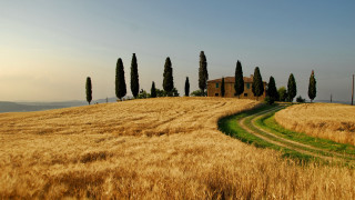 Field house trees path landscape - cimabue free wallpaper