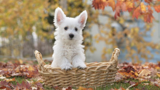 Small dog basket grass autumn - a small white dog free wallpaper